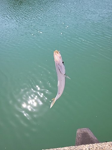 カマスの釣果