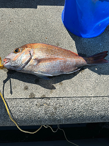 タイの釣果