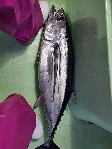 ビンチョウマグロの釣果