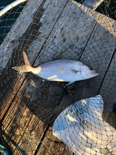 カンパチの釣果