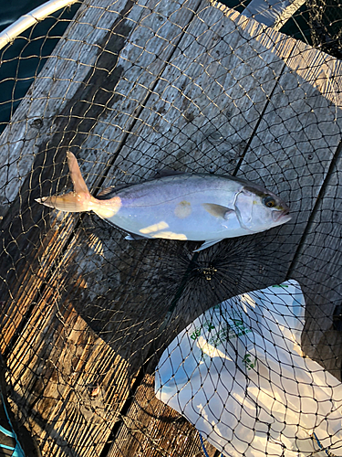 カンパチの釣果