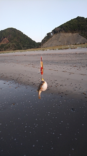 クサフグの釣果