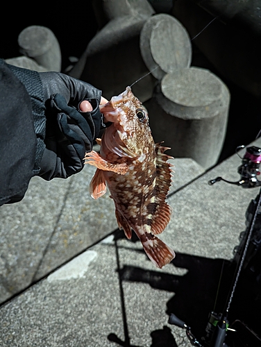 カサゴの釣果