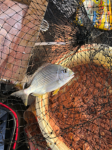 ヘダイの釣果