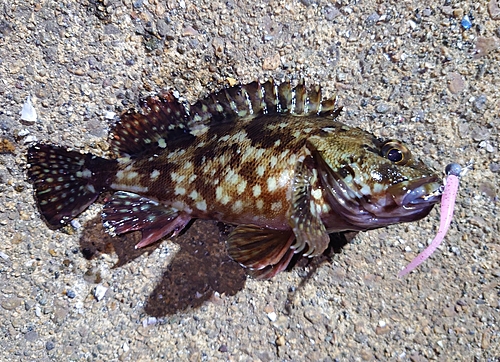 カサゴの釣果