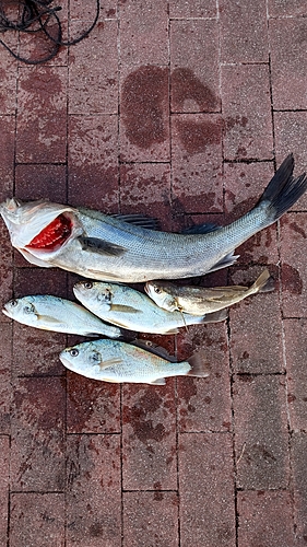 イシモチの釣果