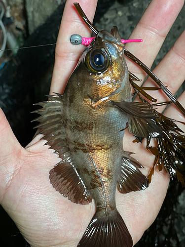 メバルの釣果