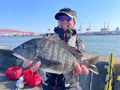 チヌの釣果