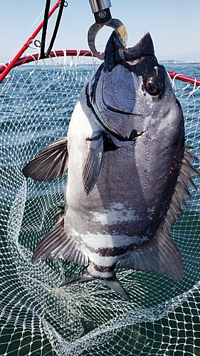 イシダイの釣果