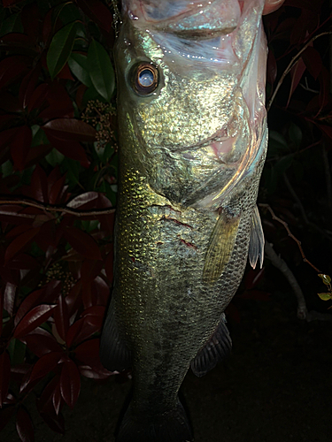 ラージマウスバスの釣果