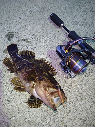 タケノコメバルの釣果