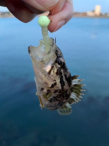 タケノコメバルの釣果