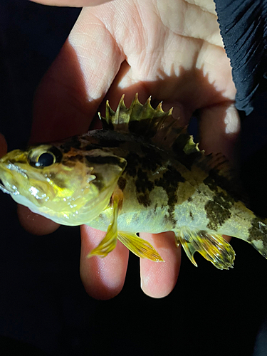 タケノコメバルの釣果