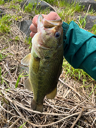 ラージマウスバスの釣果