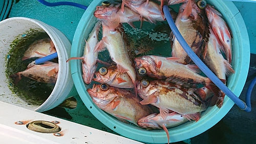 ウスメバルの釣果