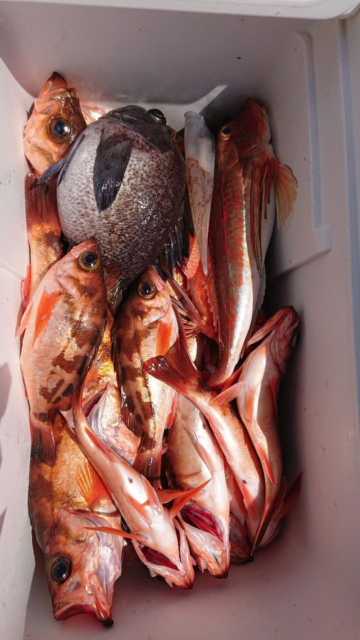 釣りバカじいさんさんの釣果 2枚目の画像