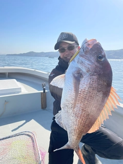 マダイの釣果