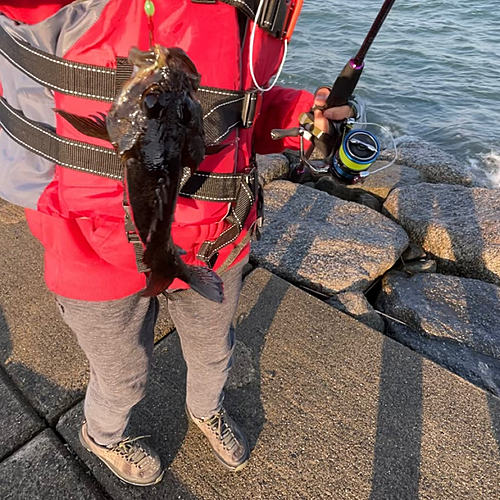 ムラソイの釣果