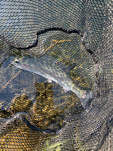 ニジマスの釣果