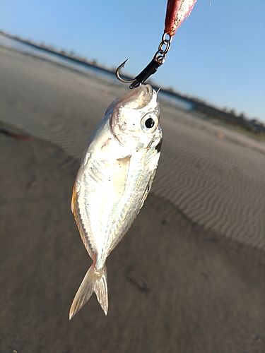 ヒイラギの釣果