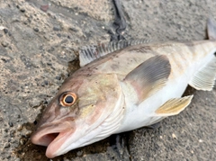 ホッケの釣果