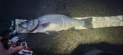 ヒラスズキの釣果