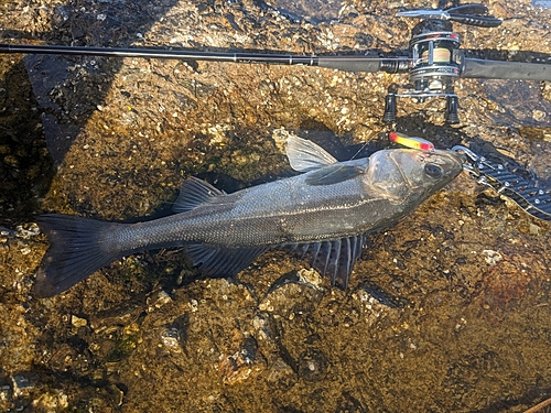 セイゴ（マルスズキ）の釣果