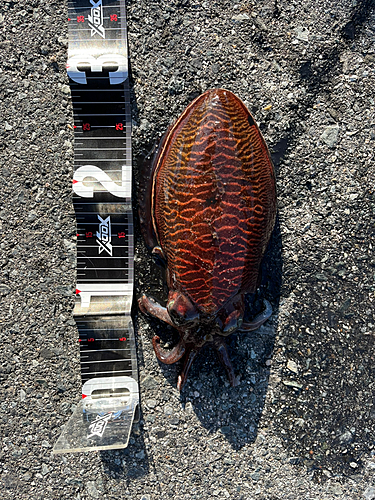 モンゴウイカの釣果