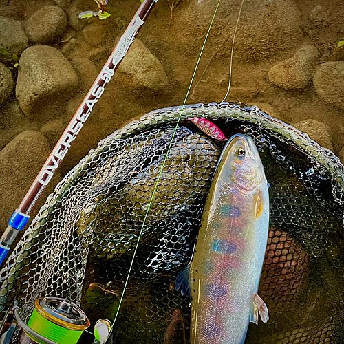 ヤマメの釣果