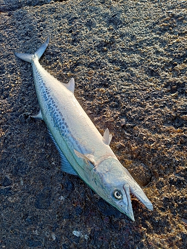 サゴシの釣果