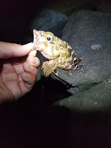 タケノコメバルの釣果