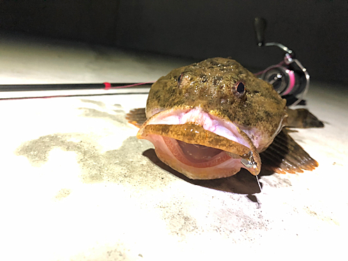 カジカの釣果