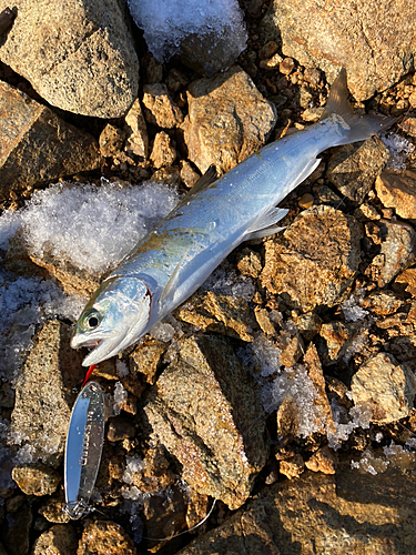 シラメの釣果