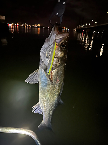 シーバスの釣果