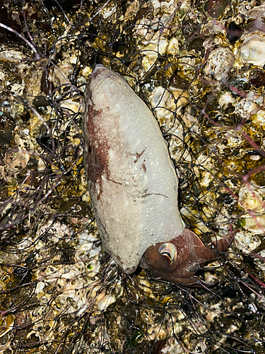 コウイカの釣果