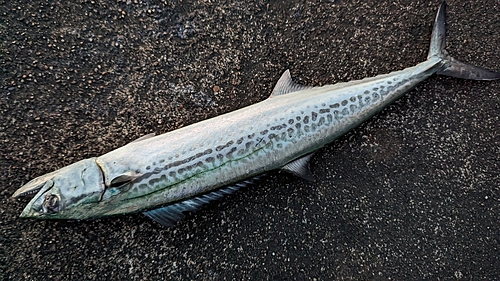 サゴシの釣果