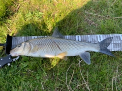 ニゴイの釣果