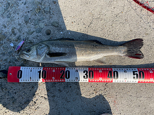 シーバスの釣果