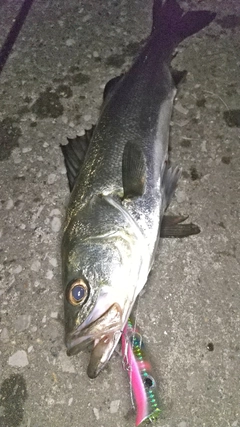 シーバスの釣果