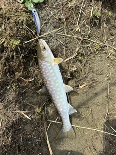 アメマスの釣果