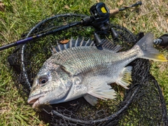 キビレの釣果