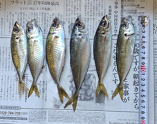 アジの釣果