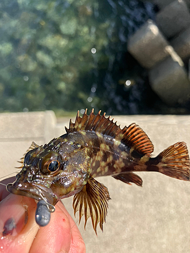 アラカブの釣果