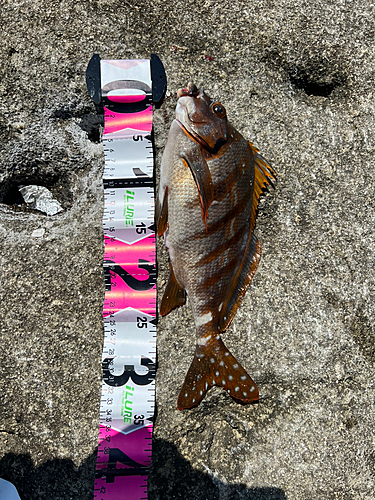 タカノハダイの釣果