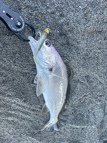 オオニベの釣果