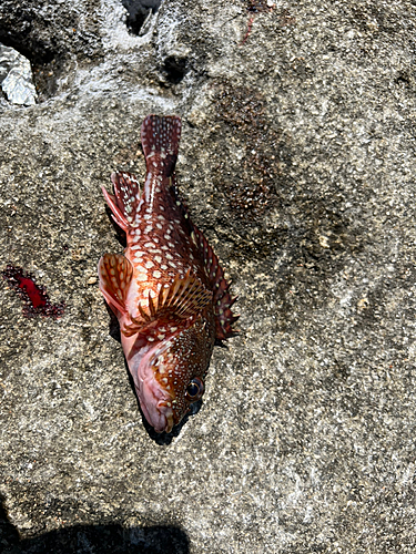 カサゴの釣果