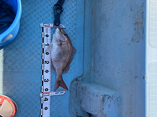 マダイの釣果