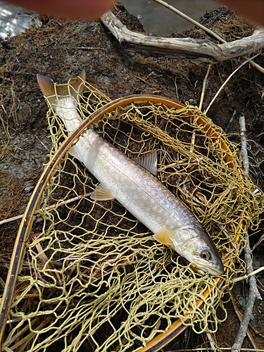 アメマスの釣果