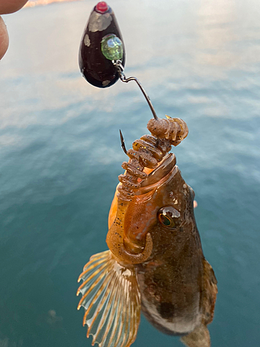 アイナメの釣果