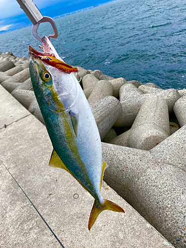 ハマチの釣果